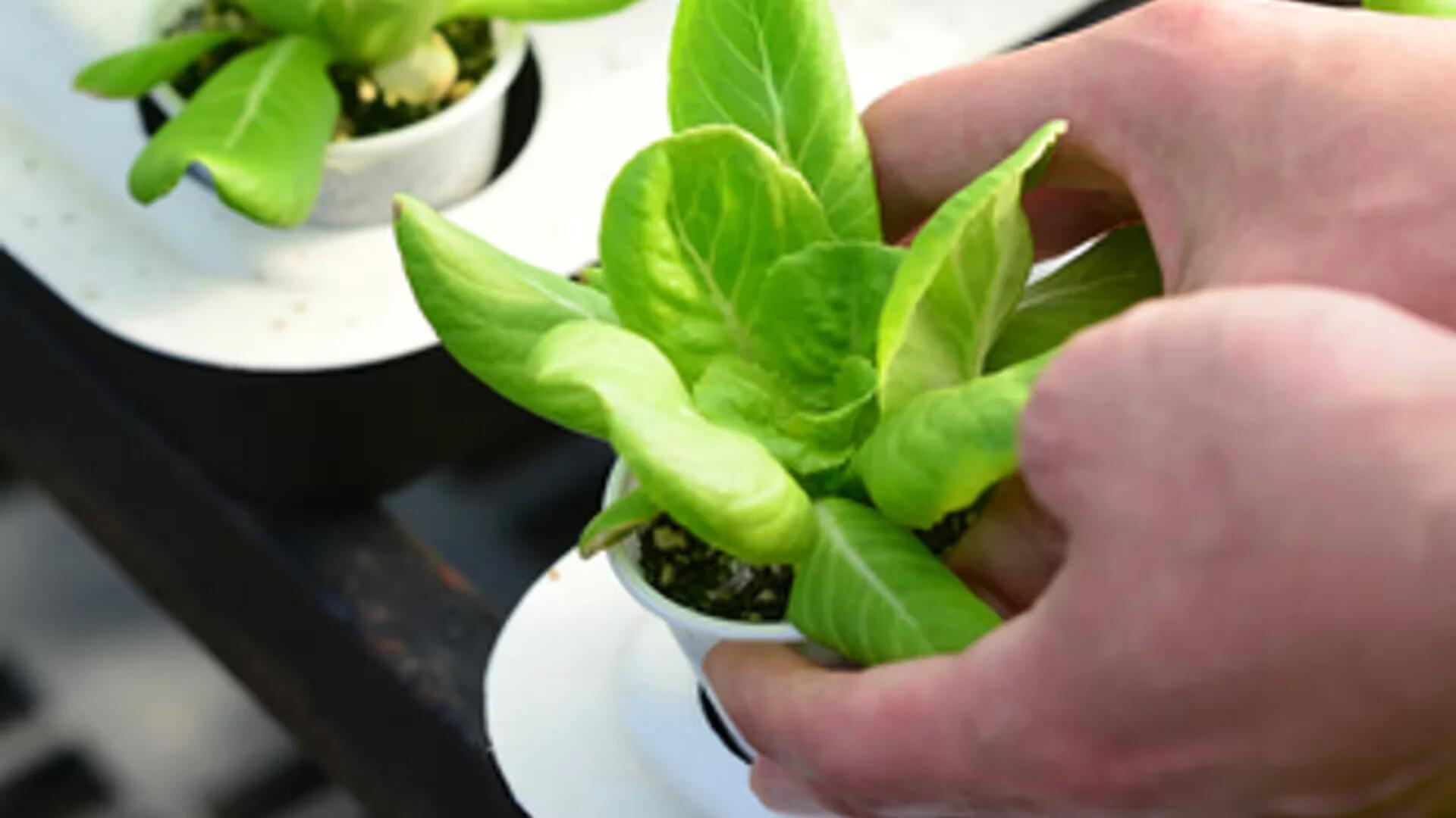 Indoor Gardening Gadgets for Busy People