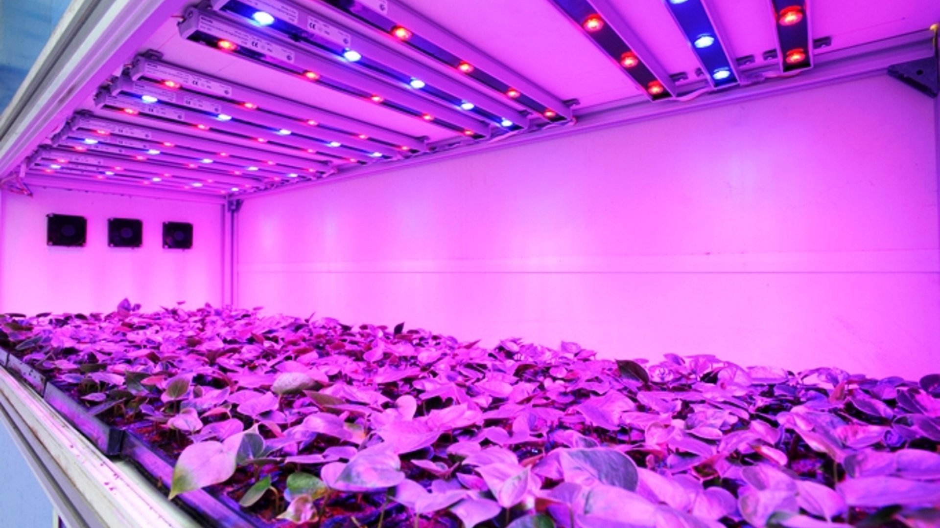 Indoor Gardening With LED - UV Lights